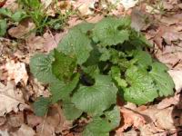 Alliaire - Alliaria petiolata (fam. Brassicacees) (Photo F. Mrugala)